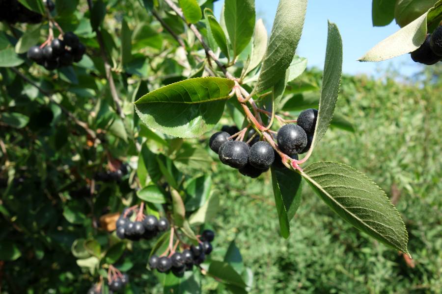 Apfelbeere – Aronia melanocarpa Nero | Schob Baumschule | Obstbäume & Gemüsepflanzen